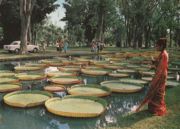 Mauritius Maurice PAmplemousses Gardens Jardin 1973 Plants Flowers Traditional Indian - Maurice