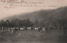 NOUVELLE CALEDONIE - Thio - Un Troupeau A St Paul - Bétail - Vaches - Carte Postale Ancienne - Nieuw-Caledonië