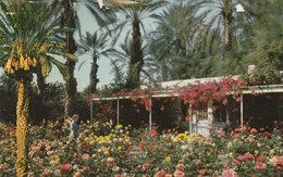 Palm Springs And Coachella Valley Visitors Are Enjoying Sunshine And Beautiful Flowers Amid The Stately Date Palms - Palm Springs