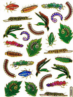 Raupen Insekten Tiere Aufkleber Metallic Look / Insects Animal Sticker 13x10 Cm ST378 - Scrapbooking