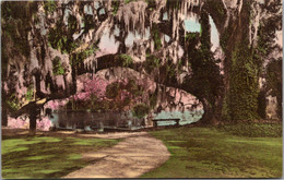 South Carolina Charleston Middleton Place Gardens Large Oak At Tudor Mansion Handcolored Albertype - Charleston