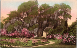 South Carolina Charleston Middleton Place Gardens The Great Oak From Rose Garden Handcolored Albertype - Charleston