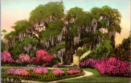 South Carolina Charleston Middleton Place Gardens Great Oak From Rose Garden Handcolored Albertype - Charleston