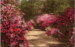 South Carolina Charleston Magnolia Gardens Handcolored Albertype - Charleston