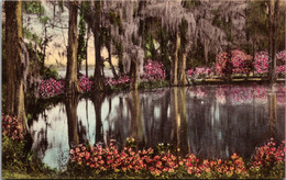 South Carolina Charleston Magnolia Gardens Handcolored Albertype - Charleston