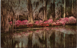 South Carolina Charleston Magnolia Gardens Handcolored Albertype - Charleston