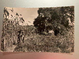 SOUDAN FRANCAIS CULTURES MILS ET ARACHIDES 64 CPSM FORMAT CPA - Sudan