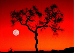 (2 Oø 40 A) Australia - NT - Corkwood Moon (tree) - Non Classés