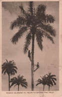 Nigeria - Climbing Oil Palms To Gather The Fruit - Carte Postale Ancienne - Nigeria