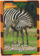 ZEBRA'S - 'Jij Hebt Een Streepje Voor !' - (Nederlandse Vereniging Van Dierentuinen) Juni 2007 -  Zoo - Zebra's