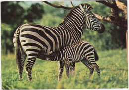 ZEBRA And FOAL - (1976) - Zebras