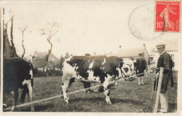 Vassy * Carte Photo 1912 * Concours Agricole Ou Intérieur De Ferme Du Village * Agriculture Vaches Boeufs - Other & Unclassified