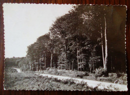 Carte Postale - Le Pouldu - Forêt De Carnoët - Le Pouldu