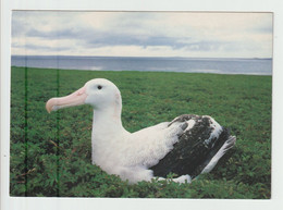 TAAF - GRAND ALBATROS. CPM Superbe Neuve - Editeur : A. Fatras - TAAF : Terres Australes Antarctiques Françaises