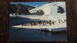 CPM TERRES AUSTRALES ET ANTARCTIQUES FRANCAISES TERRE ADELIE MANCHOTS ADELIE PHOTO R GUILLARD ED LYNA 1986 - TAAF : Territorios Australes Franceses