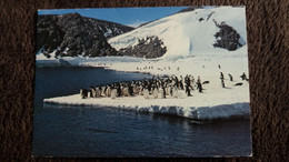 CPM TERRES AUSTRALES ET ANTARCTIQUES FRANCAISES TERRE ADELIE MANCHOTS ADELIE PHOTO R GUILLARD ED LYNA 1986 - TAAF : Terres Australes Antarctiques Françaises