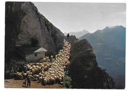 GR 7031  LAAX, SCHAFE AUF DER ALPE / SUR I'ALPE - Laax