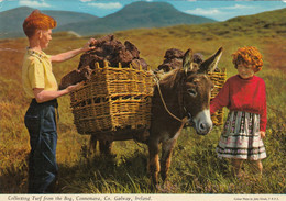 CONNEMARA: Collecting Turf From The Bog - Galway