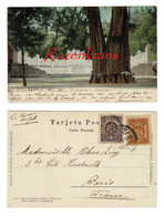 Un An Ahuehuete Chapultepec Mexico Mexique Timbre Obliteration Cachet CPA Carte Postale Tarjeta Postal Old Postcard - Mexiko