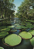 Ile Maurice  -  Mauritius  Jardin Des Pamplemousses - Ile Maurice Water-lilies - Botanical Garden Grapefruit - Mauritius - Maurice