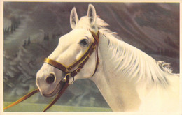 CHEVAL BLANC - 52030 - Animaux - Carte Postale Ancienne - Chevaux