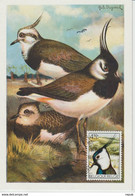 Belgique Carte Maximum 1972 Oiseaux Vanneau 1645 - 1951-1960