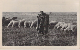 AGRICULTURE - Métier - BERGER - Arabe -  Carte Postale Ancienne - Veeteelt