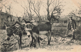 Mirebeau * ânes Du Mirebalais En Guimpe * Attelage D'âne Presque Totalement Disparu * Labour Agriculture - Mirebeau