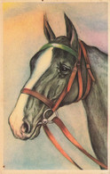 Cheval * Cpa Illustrateur * Chevale De Race ? * Horse - Caballos