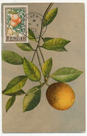 ALGERIE - Carte Maximum 40F Oranges Et Citrons N°281 - Obl Alger R.P. Philatélie 1950 - Maximum Cards