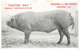 Dompierre * " TAUTON GAY " Verrat Reproducteur , Domaines Du Mas Bouchy * Cochon Pig élevage Porcs Yorkshire - Zonder Classificatie