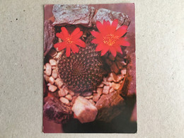 Delcampe - Kaktus Cactus - Sukkulenten