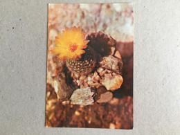 Delcampe - Kaktus Cactus - Sukkulenten