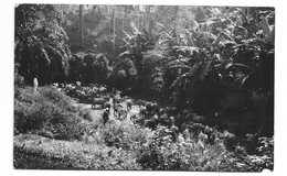 INDONESIA BATAVIA JAVA DUTCH EAST INDIES - MEDAN - BUFFALO HERD - REAL PHOTO RPPC - Indonésie