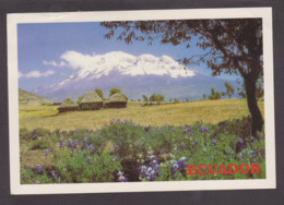 Ecuador 2000: Postcard Yo Switzerland Galápagos Bird + Turistica & Machala Banana City Place Full Set. Mt Chimborazo - Equateur