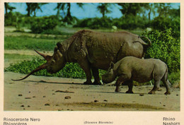 FAUNA AFRICANA  KENYA. Rinoceronte Nero.  Rhinocéros.   Rhino Nashorn - Neushoorn