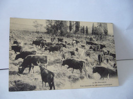 91. EN PROVENCE UNE MANADE  DE TAUREAUX CAMARGUE CPA 1925 - Taureaux