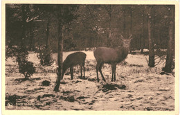 CPA Carte Postale  Belgique Saint-Hubert  Un Daguet  VM63197 - Saint-Hubert