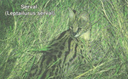 Namibia:Used Phonecard, TeleCard, 10 N$, Serval, Leptailurus Serval - Namibië