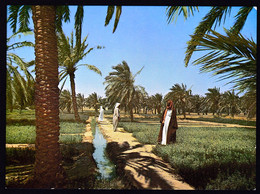 Kuwait / A Green Farm / Unused, Uncirculated - Kuwait