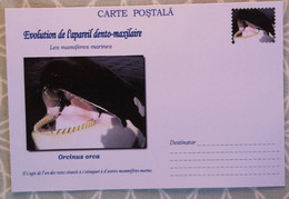 Bildpostkarte Ohne Länderkennung Orca Schwertwal In Bild Und Frankatur - Dauphins