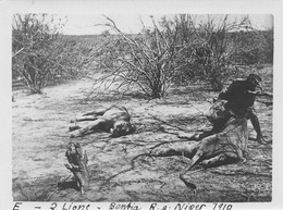 Afrique - NIGER - Chasse Aux Lions à Bentia En 1910 - Tirage Photo - Niger