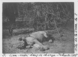 Afrique - NIGER - Chasse Au Lion, Arrêté Dans Sa Charge à Tabanko En 1905 - Tirage Photo - Niger