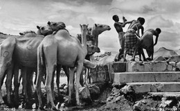 Afrique - ETHIOPIE - Harar, Ethiopia - Watering Camels - Photo-Carte Talanos Ecrit à Mme Roussey Chaussin (voir 2 Scans) - Ethiopie