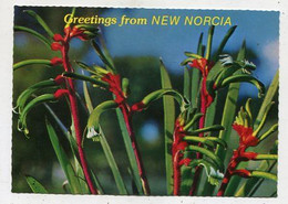 AK 114860 AUSTRALIA - New Norica - Kangaroo Paw - Andere & Zonder Classificatie