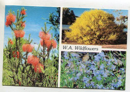 AK 114861 AUSTRALIA - W.A. Wildflowers - Andere & Zonder Classificatie