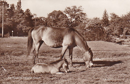 CPA BOURNEMOUTH- THE PONIES IN THE NEW FOREST, HORSES - Bournemouth (from 1972)