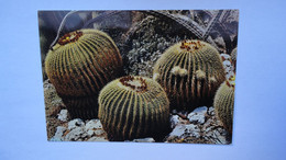 Principauté De Monaco , Le Jardin éxotique , échinocactus Grusonii , ( Cactée Mexique ) - Jardin Exotique