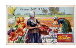 Rare Chromo Chocolat Suchard, S 277 / 4, Ceuilette De Fleurs - Suchard