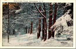 New York Adirondacks Snow-Laden Forest - Adirondack